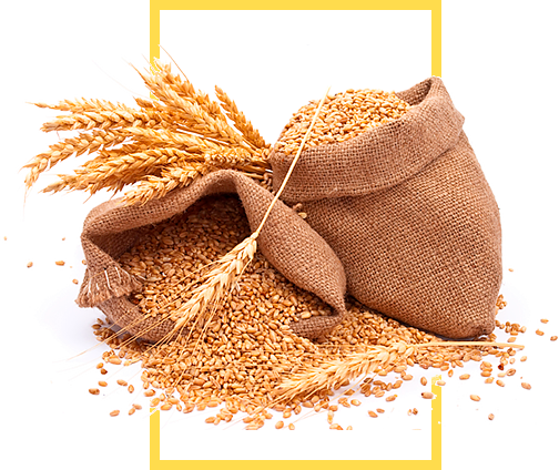 YellowberryAgro