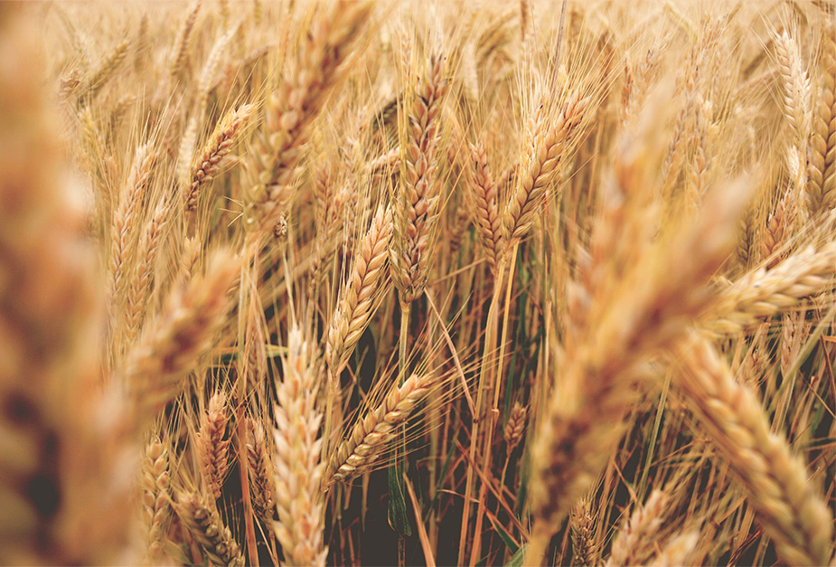 YellowberryAgro